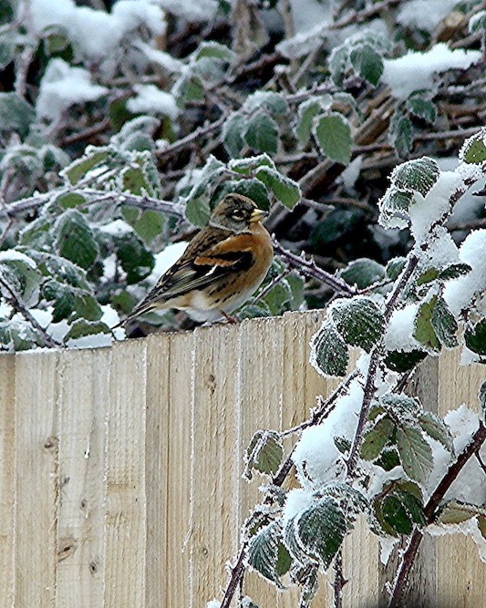 brambling